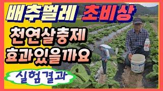 배추벌레 초비상 천연살충제로 방제 가능할까요