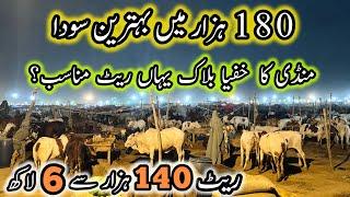 Northern Bypass Mandi Rates & Bargaining | Cow Mandi 2025 | Bakra Eid Season 2025