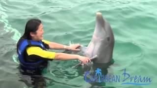 Dolphin Explorer | Punta Cana Tours