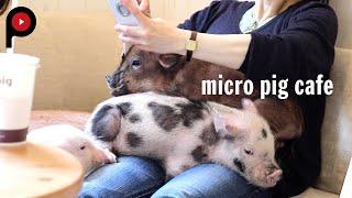 【マイクロブタカフェ】micro pig cafe | mipig Café