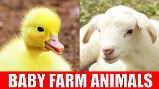 BABY FARM ANIMALS - Names of Animal Babies at the Farm in English