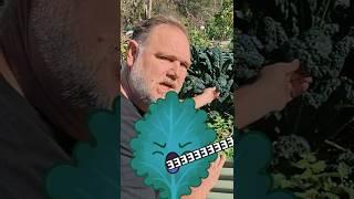 The Clever Trick KALE Does to Protect Itself from Cold