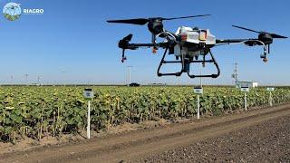 ZERO ingrasaminte CHIMICE 2025 ! Rapita, grau si orz. #SuELLEN - #DJI si @DroneAgricoleRiagro