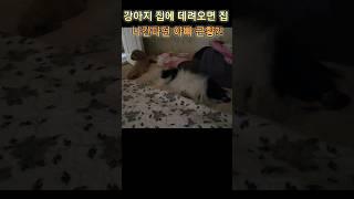 강아지 집에 데려오면 집 나간다던 아빠 근황!? #funnydog#shorts#강아지#cute#하루#현철#앉으나서나당신생각