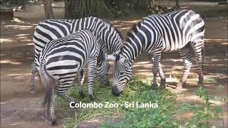 KASI RAYAPPA = Chapman's Zebra, COLOMBO ZOO, March 24, 2019