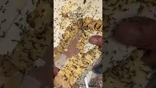 Пеноплекс VS Муравьи/ Строительство #diy #строительство #construction