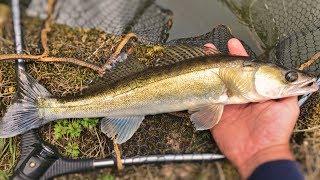 Lure fishing for Zander on a canal!