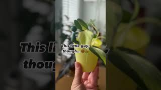 Plant helper  #plants  #plantholder #tips #tipsandtricks #viralshorts #shorts #yt #subscribe