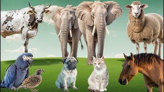 Happy Animal Moments: Chicken, Goat, Dog, Cat, Rabbit, Cow, Duck - Familiar Animals