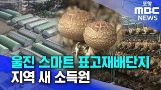 울진 스마트 표고재배단지..지역 새 소득원으로 (2024.11.05/뉴스데스크/포항MBC)