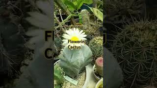 #cactus #flowerblossom #plants #plantlover #youtubeshorts #shorts