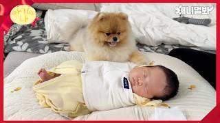 Cuteness Overload Baby And Dog Compilation