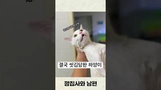 격렬히 항의했지만 결국 씻김당한 하양이