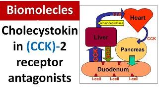 Cholecystokinin (CCK)-2 receptor antagonists: New molecular targets for treatment of peptic ulcer