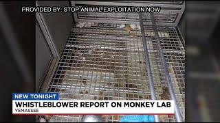 Whistleblower Report on Monkey Lab