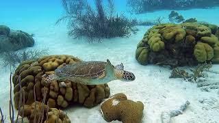 Bonaire Snorkeling Excursion w/ Life at 8 Knots - Private Catamaran Charters on Bonaire Island