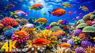 Under Red Sea 4K - Beautiful Coral Reef Fish in Aquarium, Sleep Meditation Music - 4K Video UHD #4