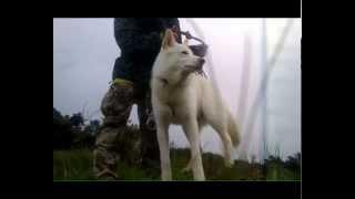 Dog abseil in Howth - the gear