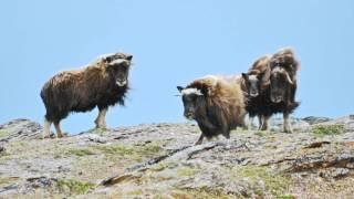 Nunavik's Big 3 Wildlife Adventure