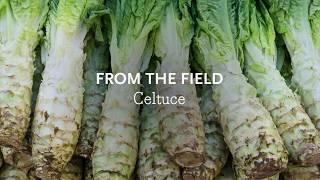 CELTUCE: From the Field