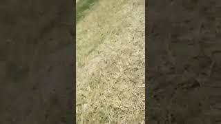 super shahin wet thresher #viral #youtube