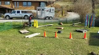 Micro Mini Donkey - Obstacle Course fun with Stud Muffin