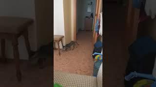 Дриссированая кошка.