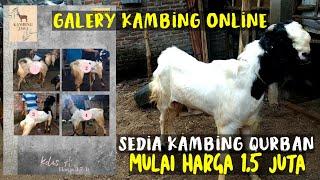 Disini Kambing Qurban mulai harga 1,5 juta | Sahabat Sapi Dolan Kandang