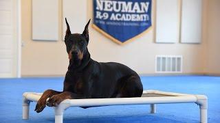 Crixus (Doberman Pinscher) Advanced Obedience Training Demonstration