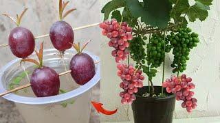 Best Skills how to grow Grape tree from grape fruit in water