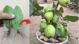 New ideas! Grafting a grow guava tree from guava leaves in pot