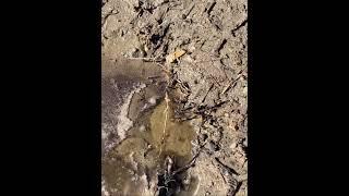 Water Spring Bubbling from the Ground 