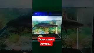 Chana maru.. #shorts #video #viral #trending