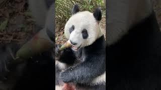 ting ting giant panda cuteness overloads #panda