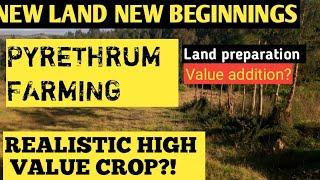 PYRETHRUM FARMING//NEW LAND