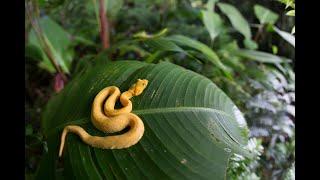 Herping Costa Rica 2020 Part 1: Caribbean Eyelash Vipers