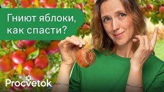 ЭТА БОЛЕЗНЬ УНИЧТОЖИТ 90% УРОЖАЯ ЯБЛОК И ГРУШ ЗА 2 ДНЯ! Что сделать, чтобы забыть о плодовой гнили?