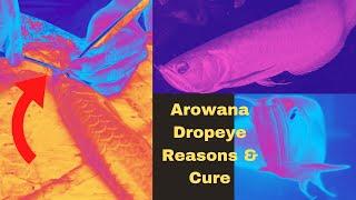 Arowana Dropeye Surgery | What are the Reasons causing Dropeye | How to Cure Dropeye in Arowana