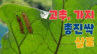 가지, 고추 애벌레 총진싹 살포 #고추담배나방 #총진싹 #가지방제