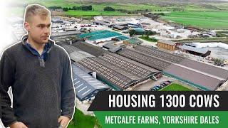 Housing 1300 Cows, Metcalfe Farms, Yorkshire Dales