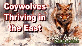 Eastern Coyote (Wolf Hybrid) is Thriving in the Northeast: Wild News Weekly