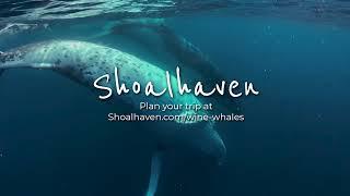 Wine and Whales Shoalhaven