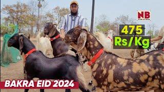 Khassi Sojat & Gujri Goats Bakra Mandi 2024 |  Bakra Eid Goats Lot