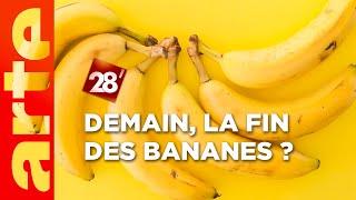 Intéressant : Demain y aura-t-il toujours des bananes ? | 28 minutes | ARTE