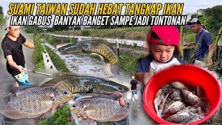 HEBOH JADI TONTONAN PANEN IKAN LIAR GABUS JUMBO BERMUNCULAN SHE JUIN HEBAT