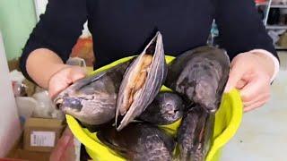 Beach full of scallops, pick up a bucket and take home cook seafood dinner