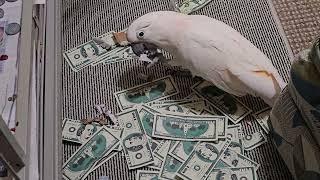 A Cockatoo Counting Money 