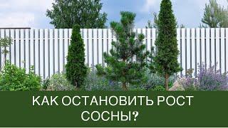 Как остановить рост сосны?