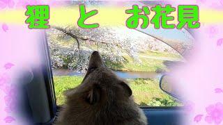 タヌキとお花見ドライブ(Let's go for a Cherry Blossom viewing drive with Tanuki!)