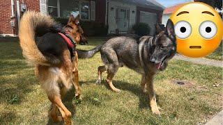 Common German Shepherd Dog Myths | MAYBE?